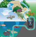 Diagram of a pond with filtration system showing water flow and plants.